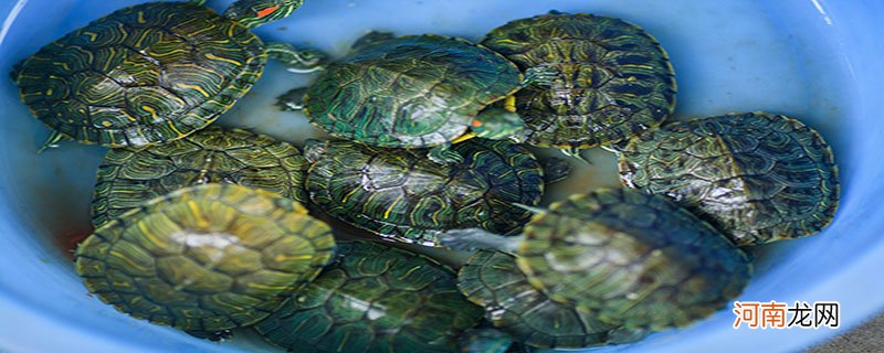 乌龟和海龟的区别