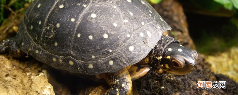 斑点龟是国家保护动物吗
