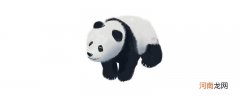 大熊猫吃的竹子有哪些