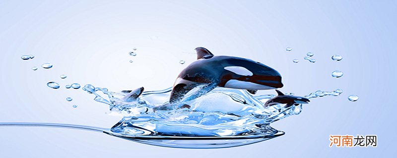 海豚属于保护动物吗