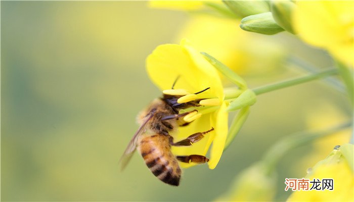 蜜蜂的外形特点和生活特征