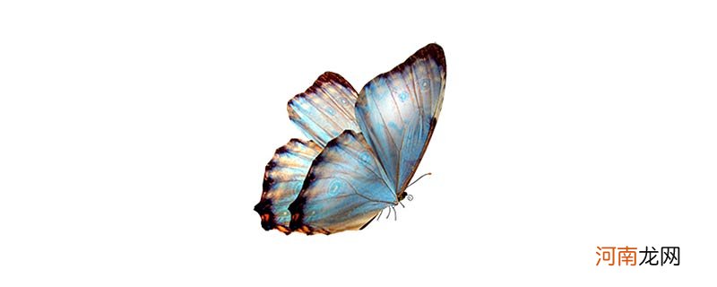 蝴蝶是不是脊椎动物吗