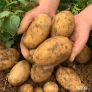 土豆哪里挖一挖一麻袋日语什么意思 土豆哪里挖