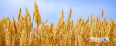 小麦属于粗粮还是细粮