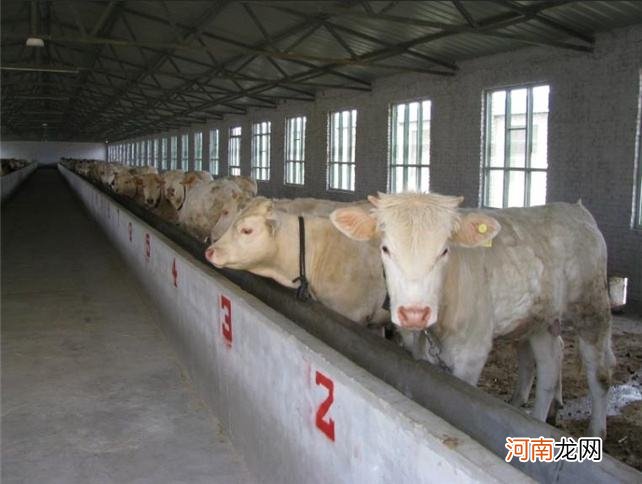 哪里有养牛场出售或出租的 哪里有养牛