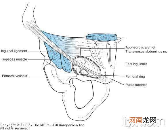 手腕尺骨在哪里 尺骨在哪里