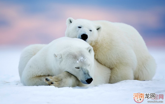 动物|北极熊大熊猫哪种动物会冬眠 蚂蚁庄园11月12日答案