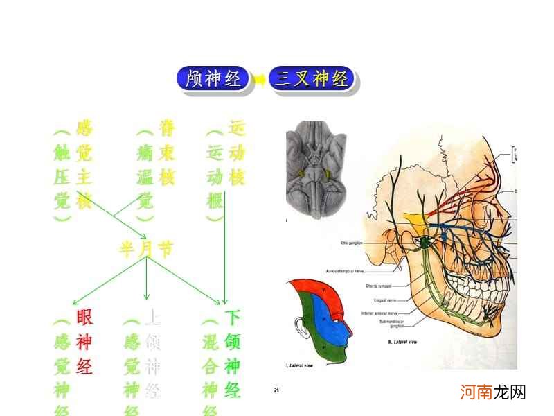 三叉神经在哪里图片 三叉神经在哪里