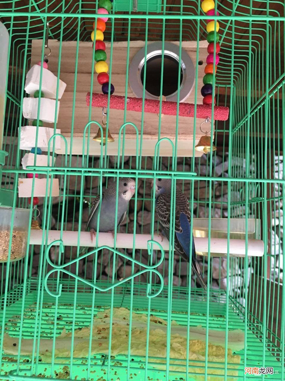 哪里有卖鸟的 哪里有卖鸟