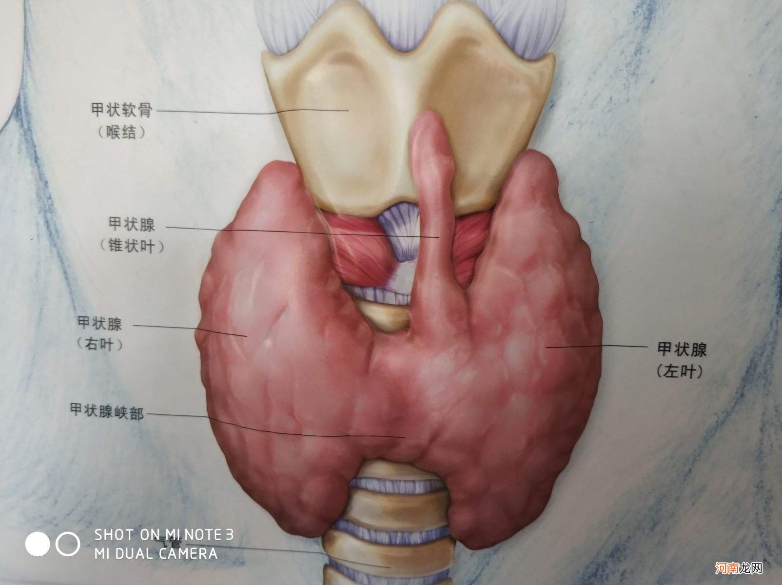 甲状腺在哪里用手摸的到吗 甲状腺在哪里