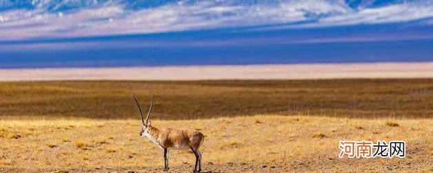 藏羚羊是不是国家保护动物