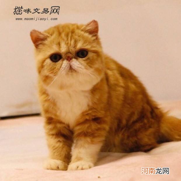 宠物猫哪里买便宜 宠物猫哪里买