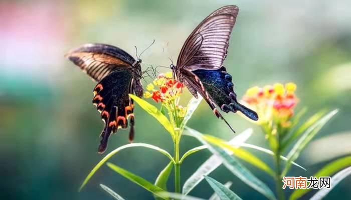 毛毛虫为什么会变蝴蝶 毛毛虫能变蝴蝶的原因
