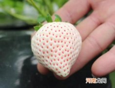 如何清洗白草莓？白草莓和红草莓的区别