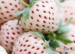 白色草莓和红色有什么不一样的？白草莓与红草莓的营养区别