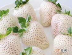 白色草莓是什么品种？白色草莓是什么口味的