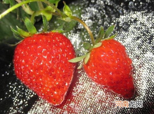 草莓可以多吃吗？草莓用保鲜膜包着会坏吗
