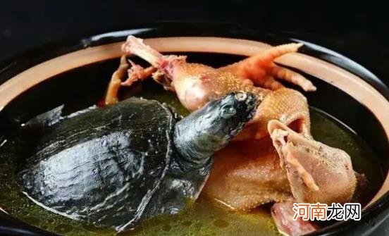 宝宝可以喝乌龟汤吗？喝乌龟汤有哪些好处？