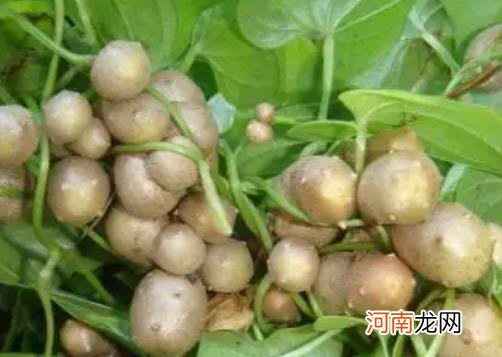 山药豆和山药的营养价值一样吗？山药豆发芽了还能吃吗