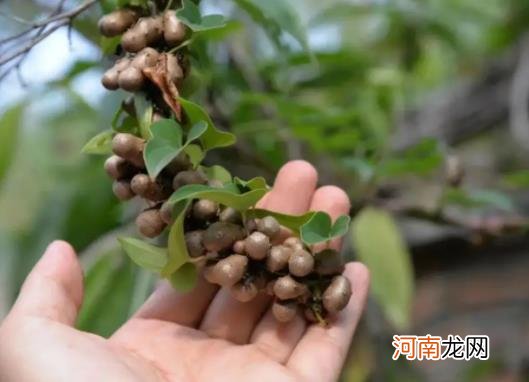 山药豆和山药的营养价值一样吗？山药豆发芽了还能吃吗