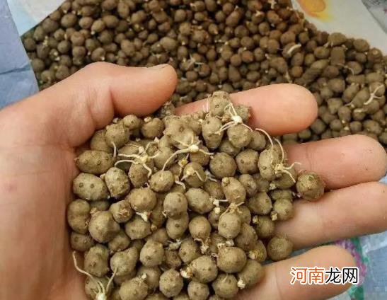 山药豆可以打豆浆喝吗？山药豆发芽了有毒吗