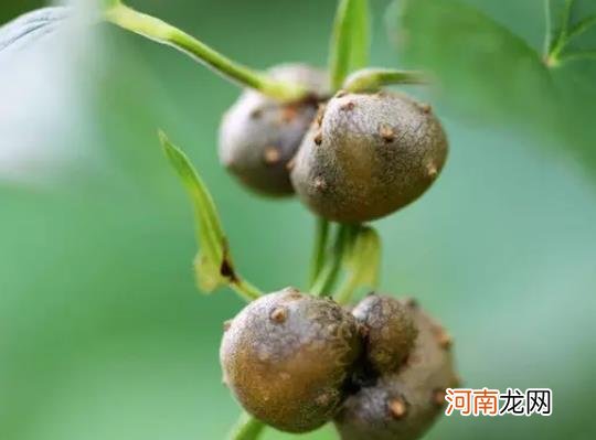 山药豆可以打豆浆喝吗？山药豆发芽了有毒吗