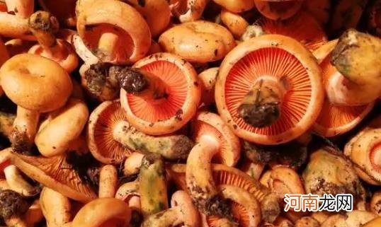 哪些人不宜吃松树菌？松树菌可以煲汤喝吗？