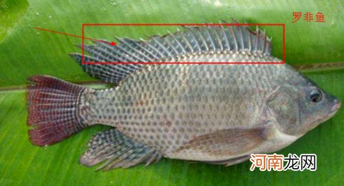 罗非鱼和鲫鱼的区别图片 罗非鱼是哪来的和鲫鱼有关系吗