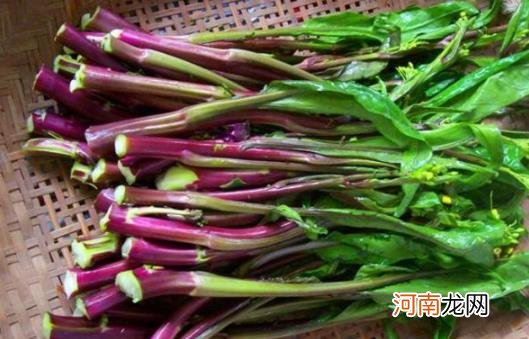 红菜苔和紫菜苔一样吗 红菜苔的花是发物吗