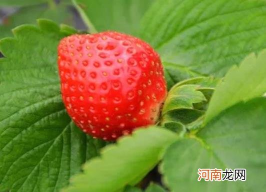 草莓红得不均匀是怎么回事？草莓吃多了尿会变红吗