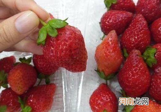 草莓吃起来很硬正常吗？草莓可以不洗就吃吗