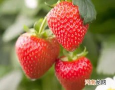 草莓有白霜是什么情况？草莓尖白色是催熟的吗
