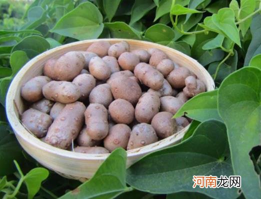 山药豆怎么保存不发芽？山药豆发芽了是绿芽还是白芽