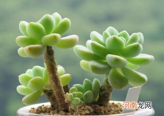 多肉快递回来化水了怎么办？多肉植物越长越小是怎么回事