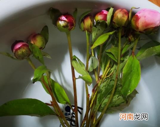 醒花后期怎么养护？鲜花醒花步骤