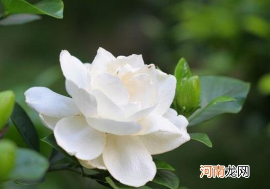 栀子花黄叶枯叶怎么办？栀子花怎么养得好？