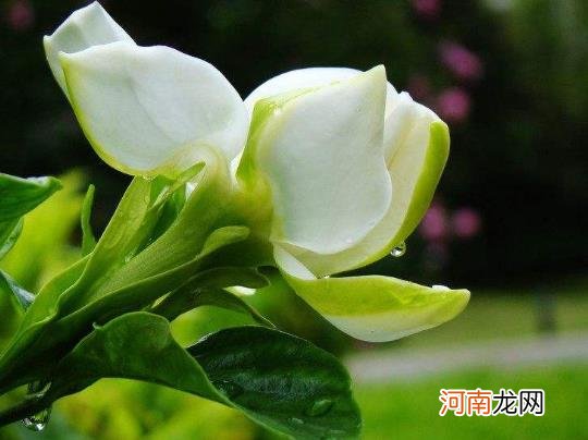 栀子花黄叶枯叶怎么办？栀子花怎么养得好？