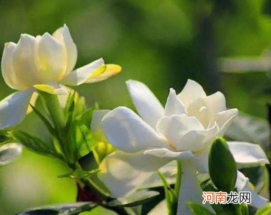 栀子花浸盆法需要多长时间？栀子花花苞发黑怎么补救