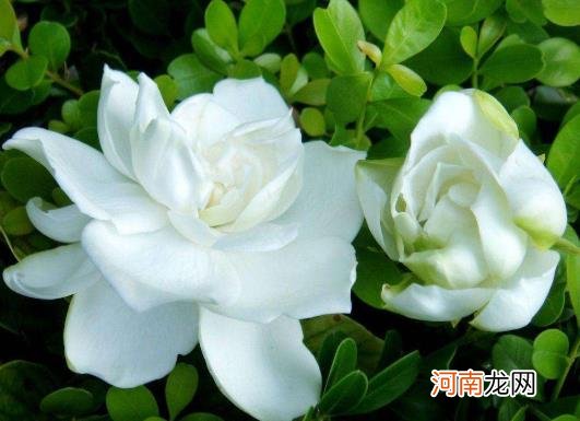 栀子花浸盆法需要多长时间？栀子花花苞发黑怎么补救