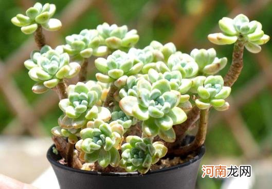 多肉叶片张开不聚拢是怎么回事？多肉诱根法用不用换水