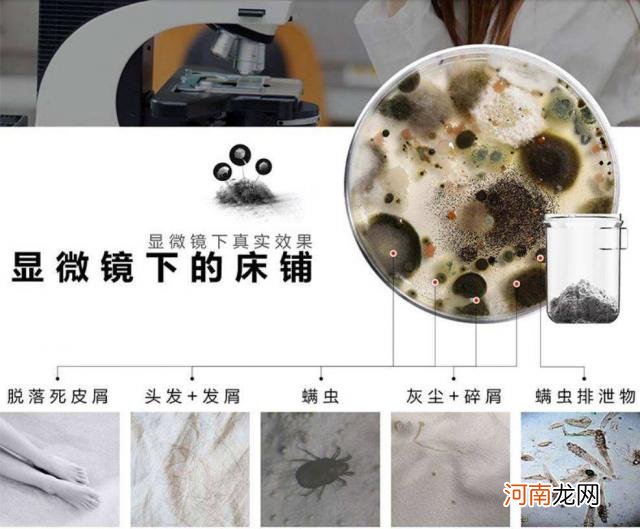 床上被子上的螨虫图片 显微镜下真实的螨虫是什么样子的图片