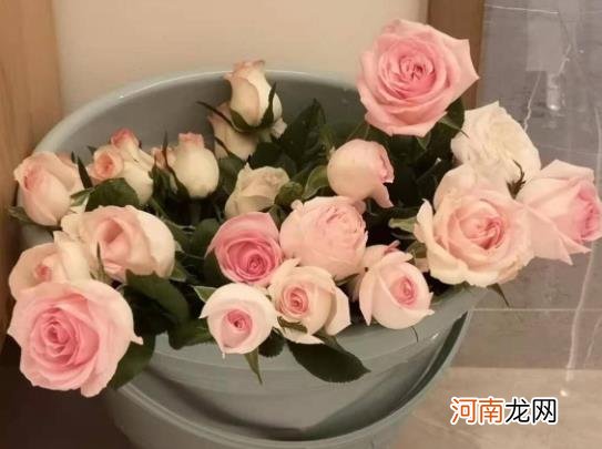 没有醒花桶可以用盆代替吗？没有醒花桶用什么代替