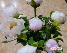 醒花放了保鲜剂怎么办？醒花时花头要泡水里吗