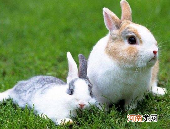 兔子耳朵耷拉下一只了是不是生病了？兔子装死一般要持续多久