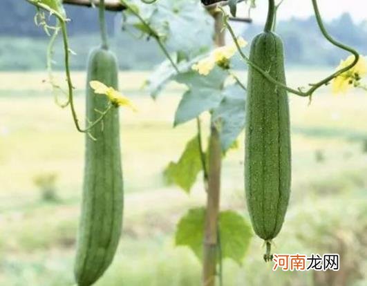 丝瓜籽怎么种植成丝瓜？自家种丝瓜叶子为什么发黄