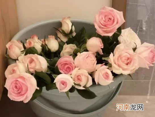 醒花要用温水吗？醒花放了保鲜剂会怎么样