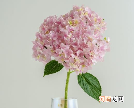 醒花是怎么醒的？醒花醒多久合适