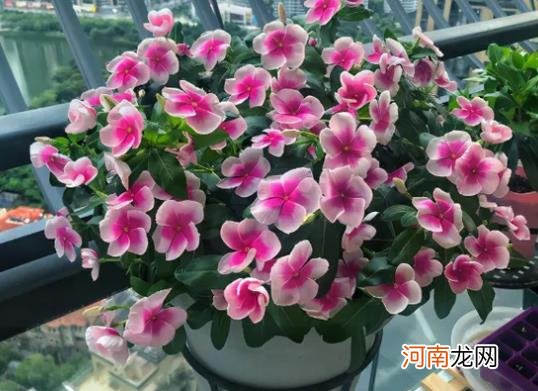 长春花老桩能养几年？长春花一年四季都可以播种吗