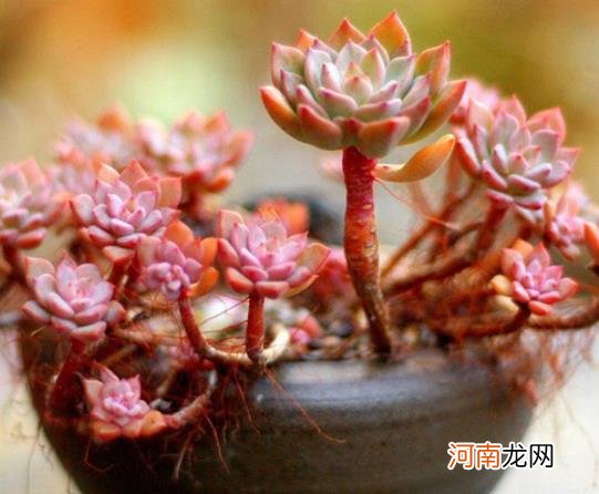 多肉只长根不发芽怎么补救？多肉的造型是怎么出来的