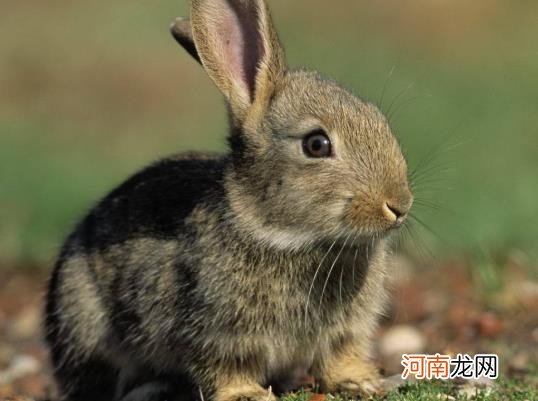 兔子怀孕多久生兔宝宝？兔子需要做绝育手术吗